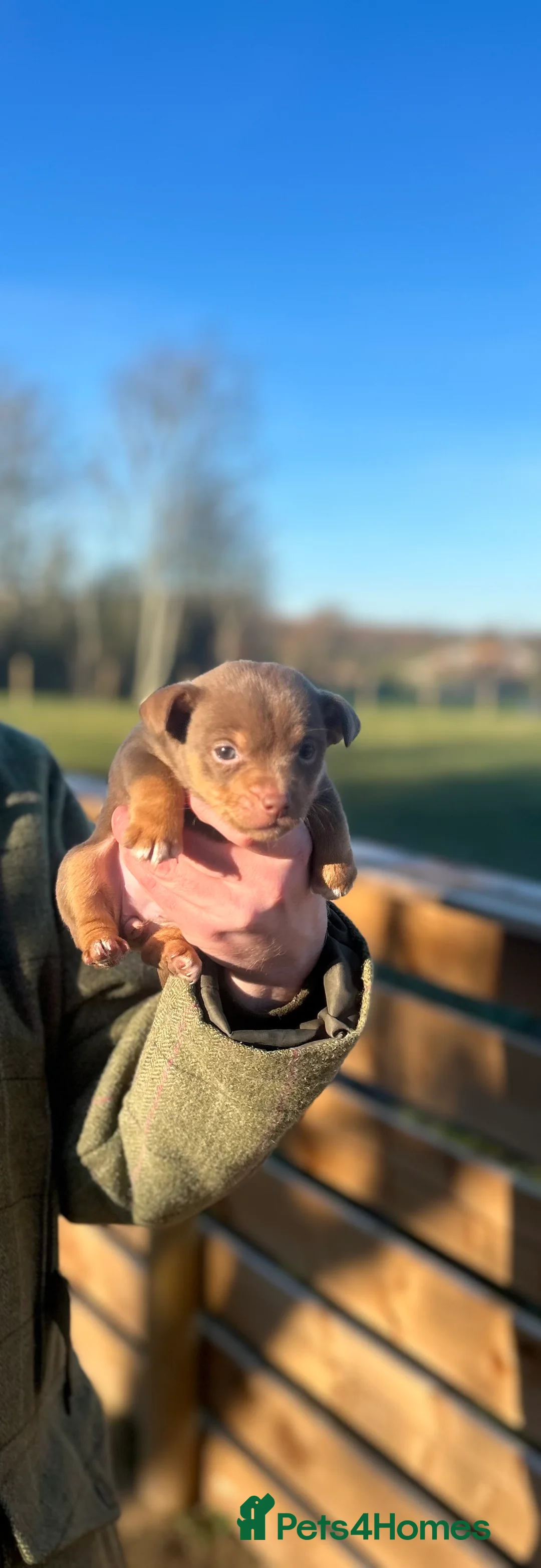 Jack Russell dogs for sale: Stunning Jack Russell puppies fr sale-all colours  - Advert 17