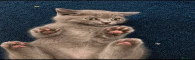 British Shorthair 4