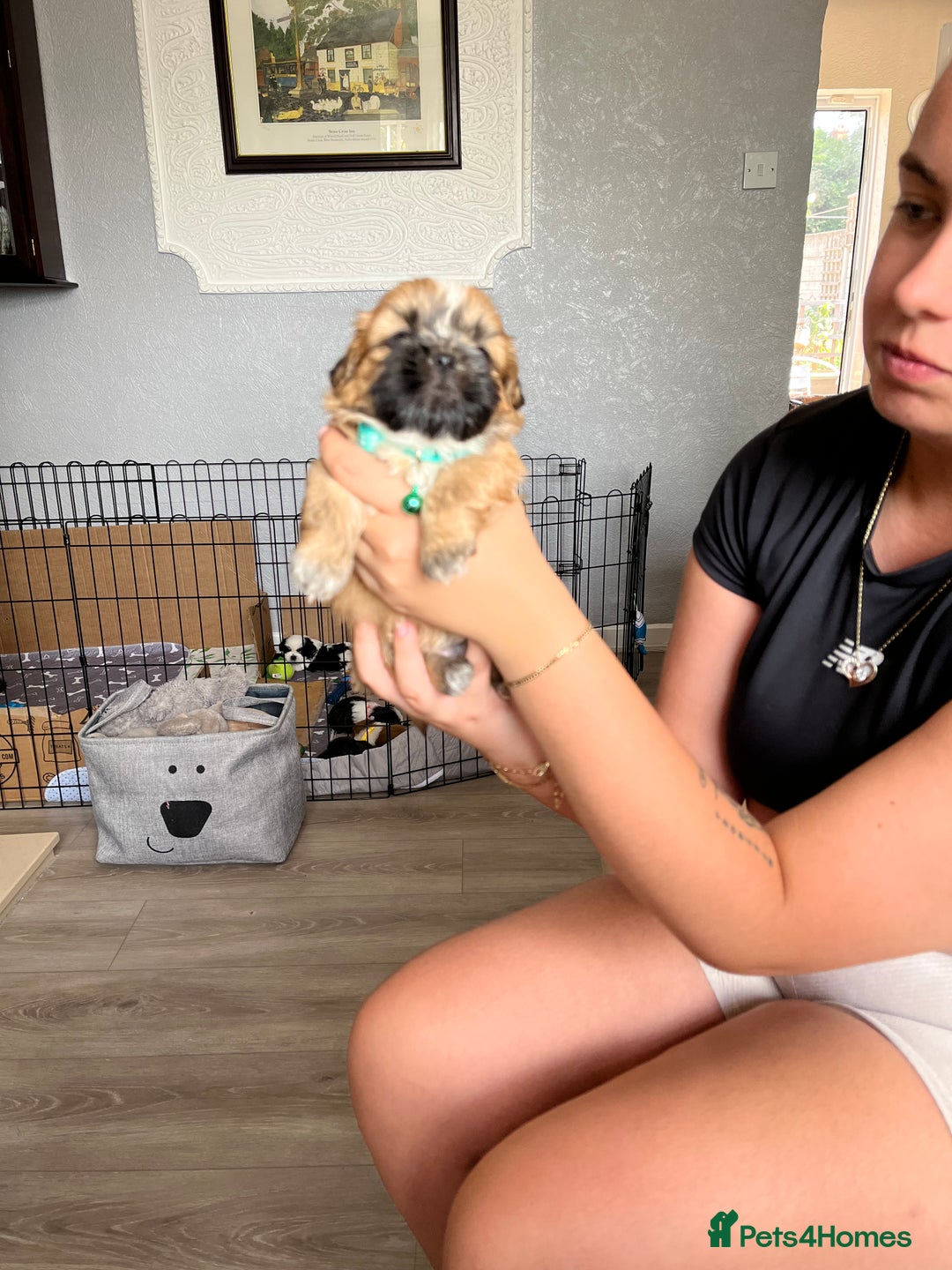 Shih Tzu dogs for sale: Boy number one  - Image 4