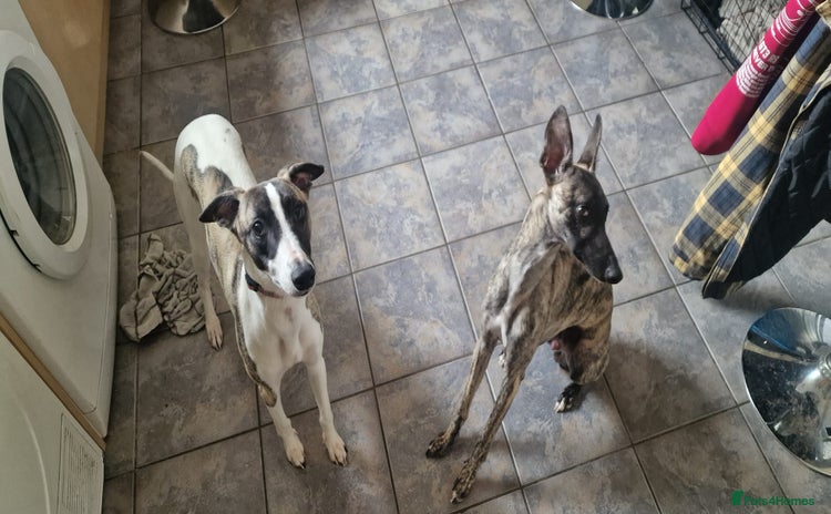 Whippet dogs - Advert 7