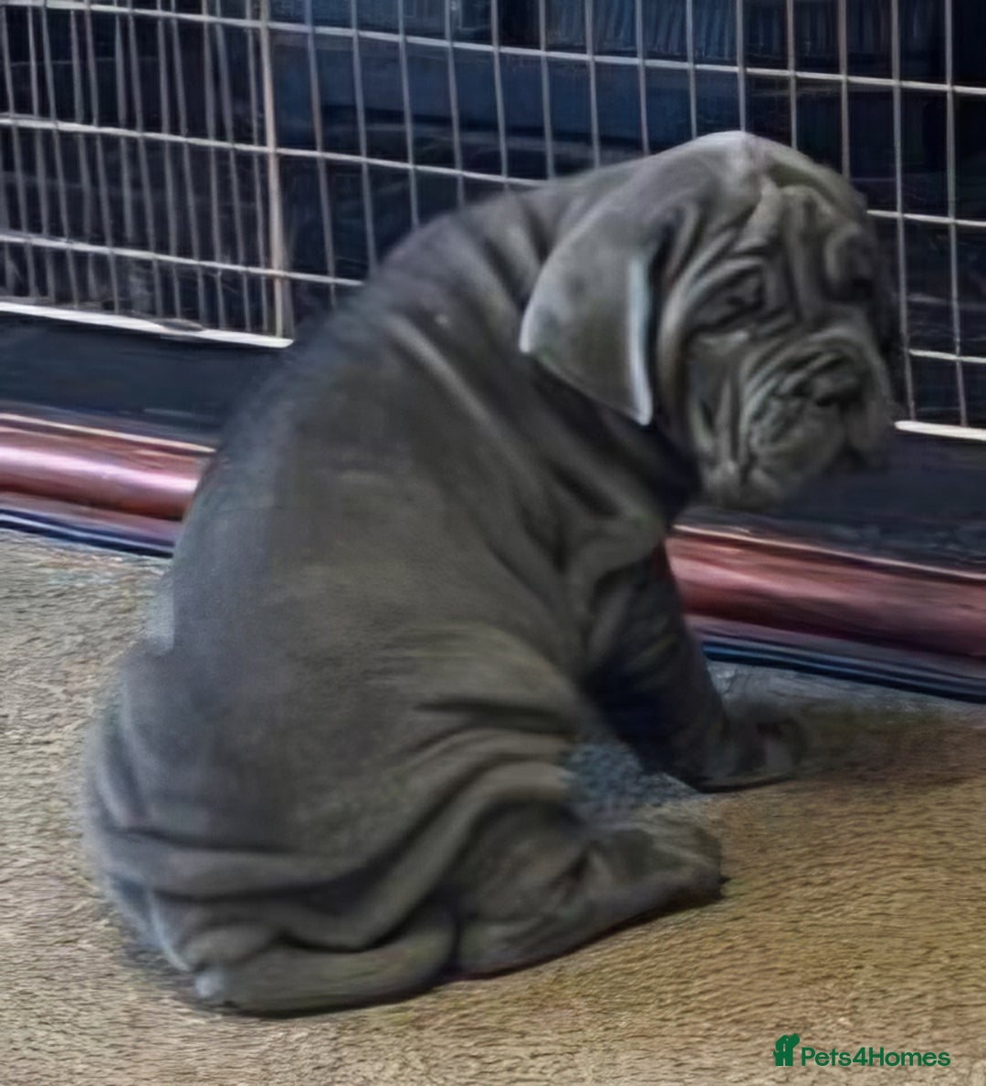 Neapolitan Mastiff dogs for sale: Makaevo Puppies - Advert 23