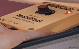 Gecko reptiles for sale: Female leopard gecko - Advert 7