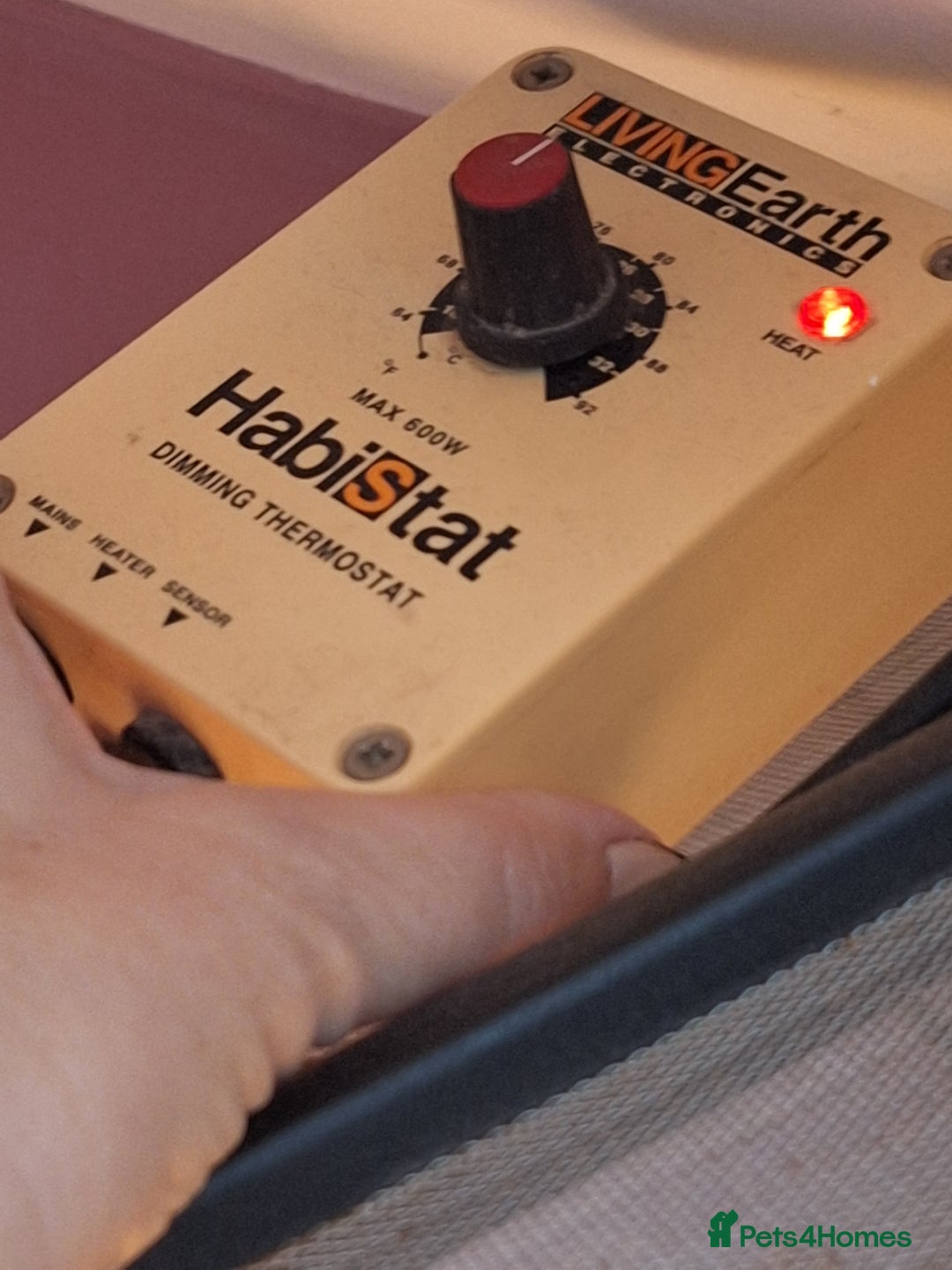 Gecko reptiles for sale: Female leopard gecko - Advert 7