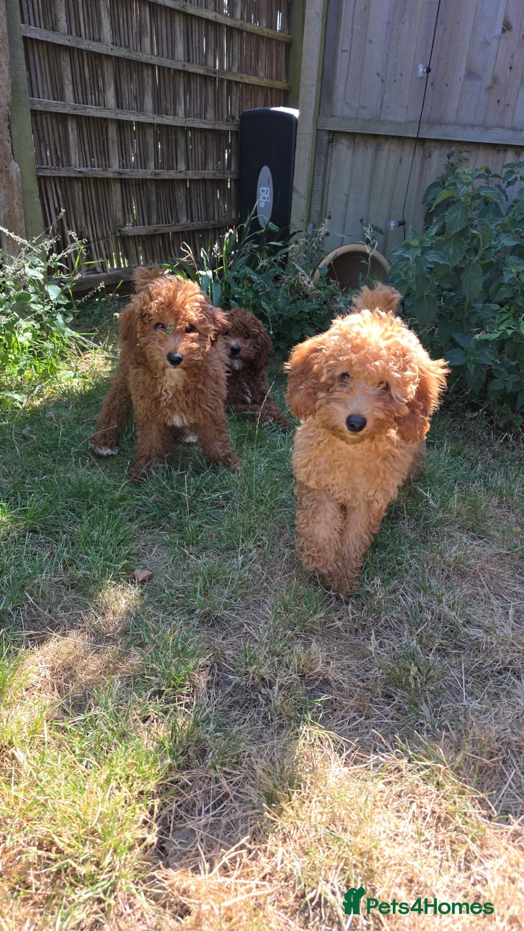 Cavapoo dogs fox red cavapoo - Advert 7