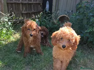 Cavapoo dogs fox red cavapoo - Advert 7