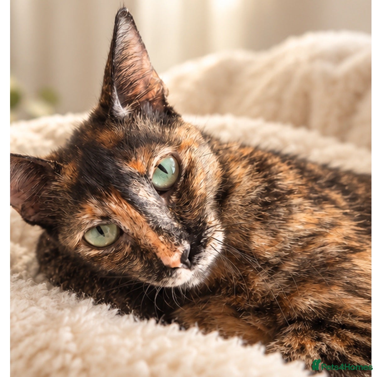 Mixed Breed cats Siren - Advert 2