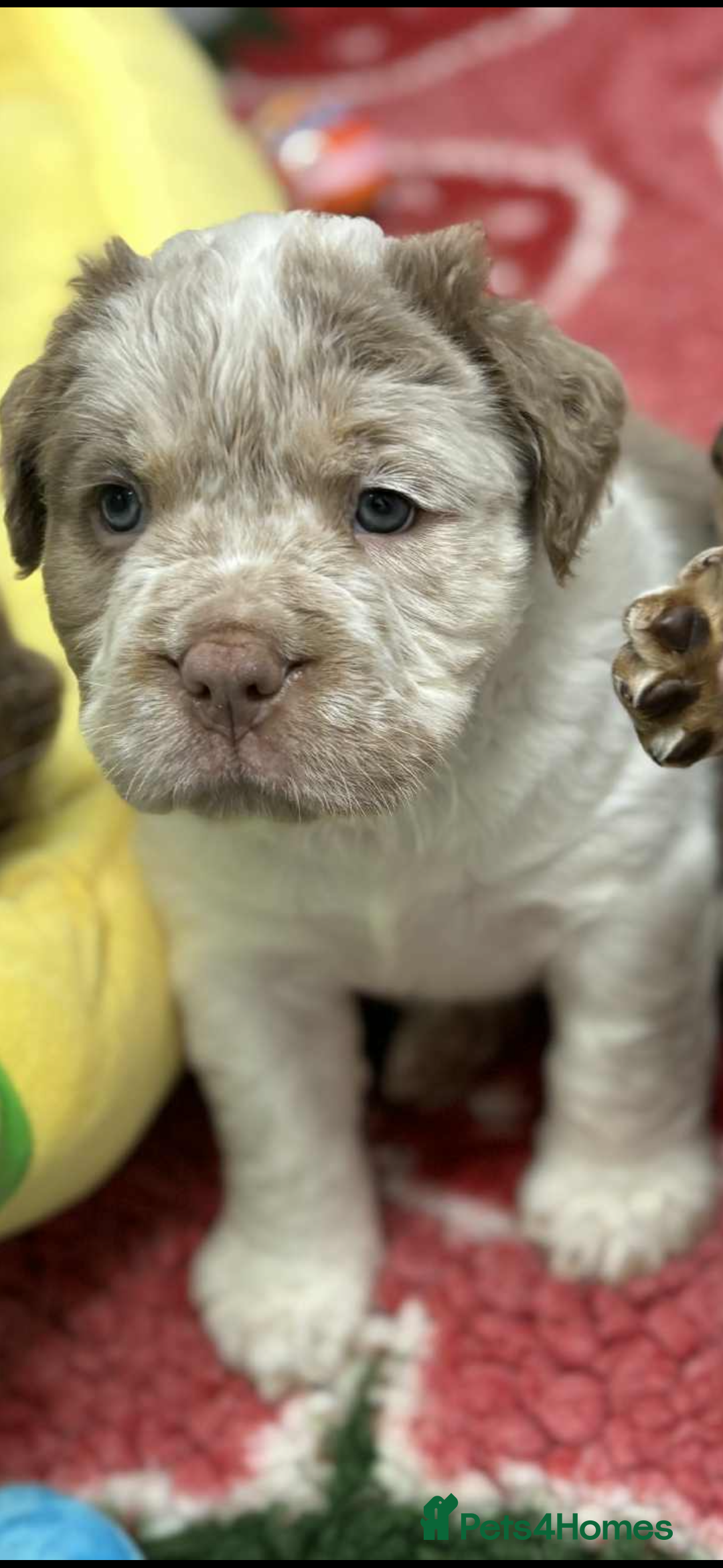 Olde English Bulldogge dogs for sale: READY NOW ✨ FLUFFY OLDE ENGLISH BULLDOGS  - Image 3