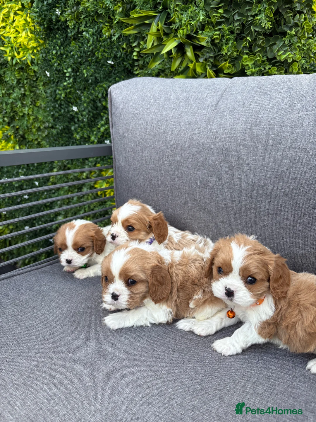 Cavalier King Charles Spaniel dogs for sale: Stunning DNA tested cavalier pups  - Advert 2