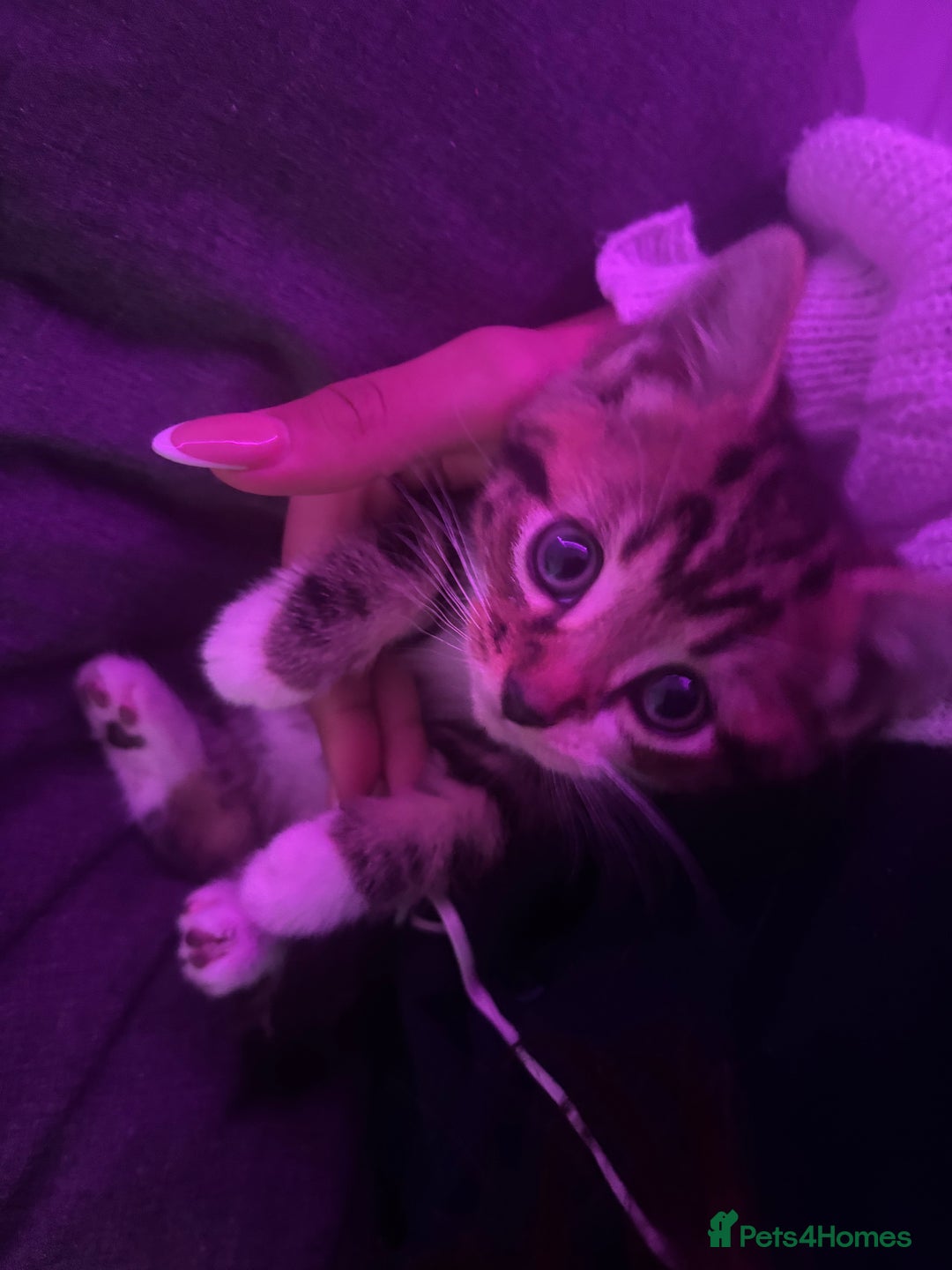 Mixed Breed cats for sale: Female Kitten  - Advert 2