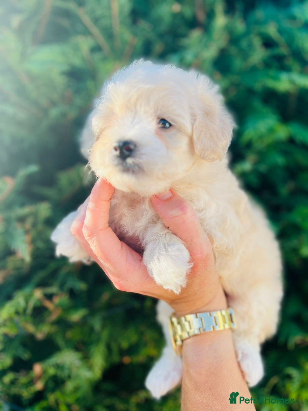 Maltipoo dogs for sale: Maltipoo puppies - Image 11