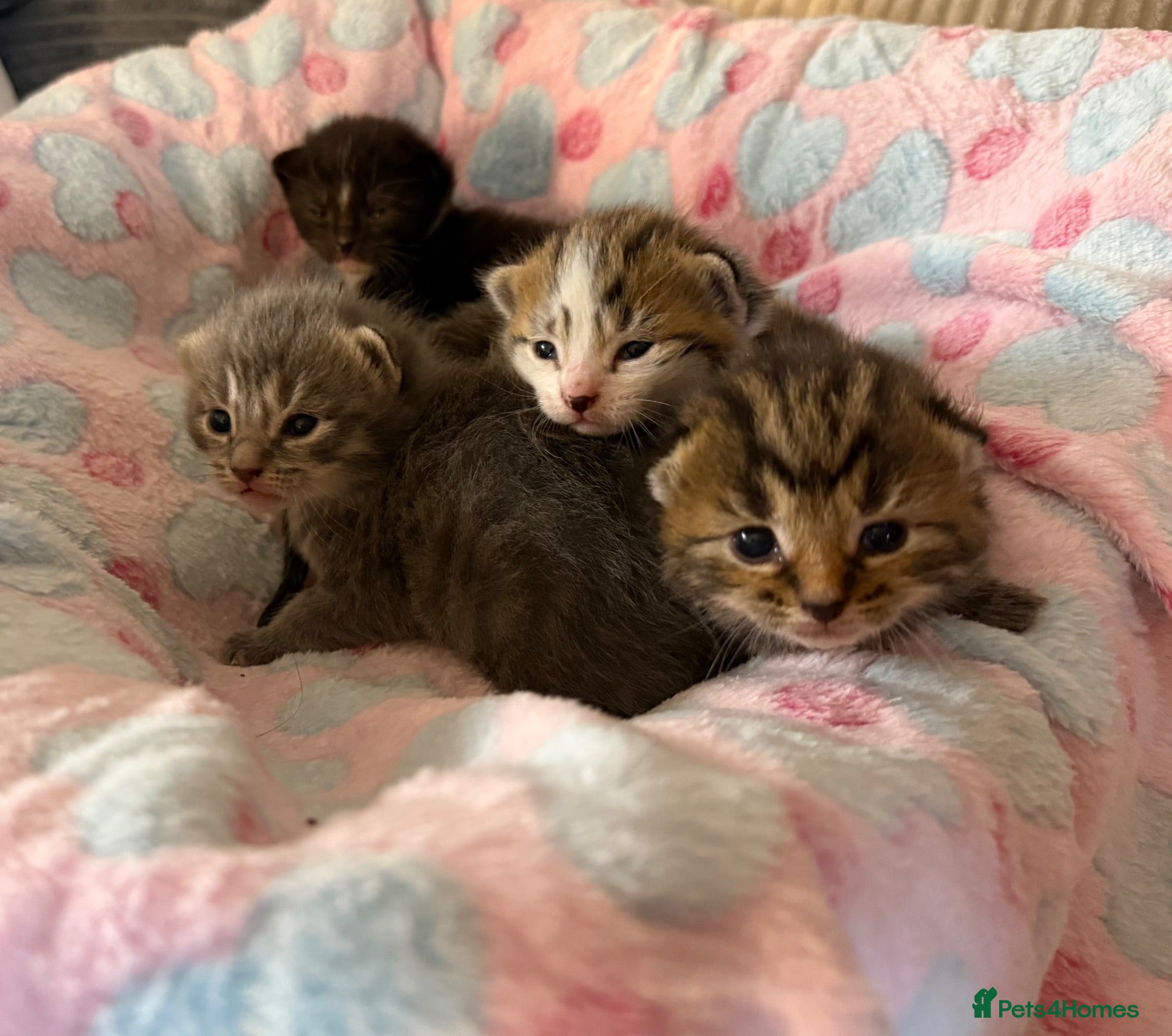 Mixed Breed cats Gorgeous long hair and shorthair kittens  - Advert 19