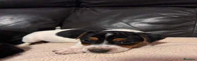 Jack Russell 1