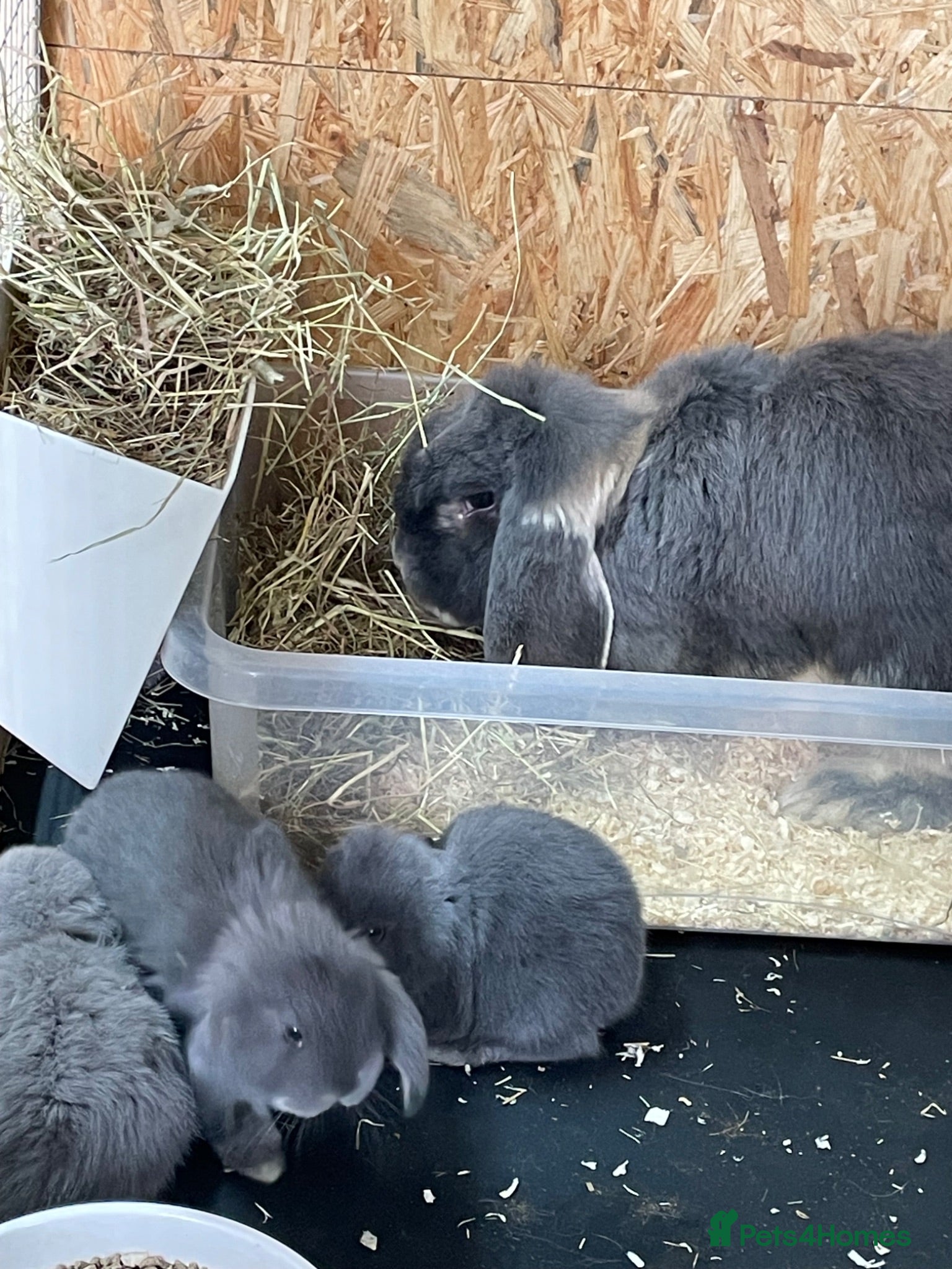 French Lop rabbits Beautiful French Lop Babies - Advert 1
