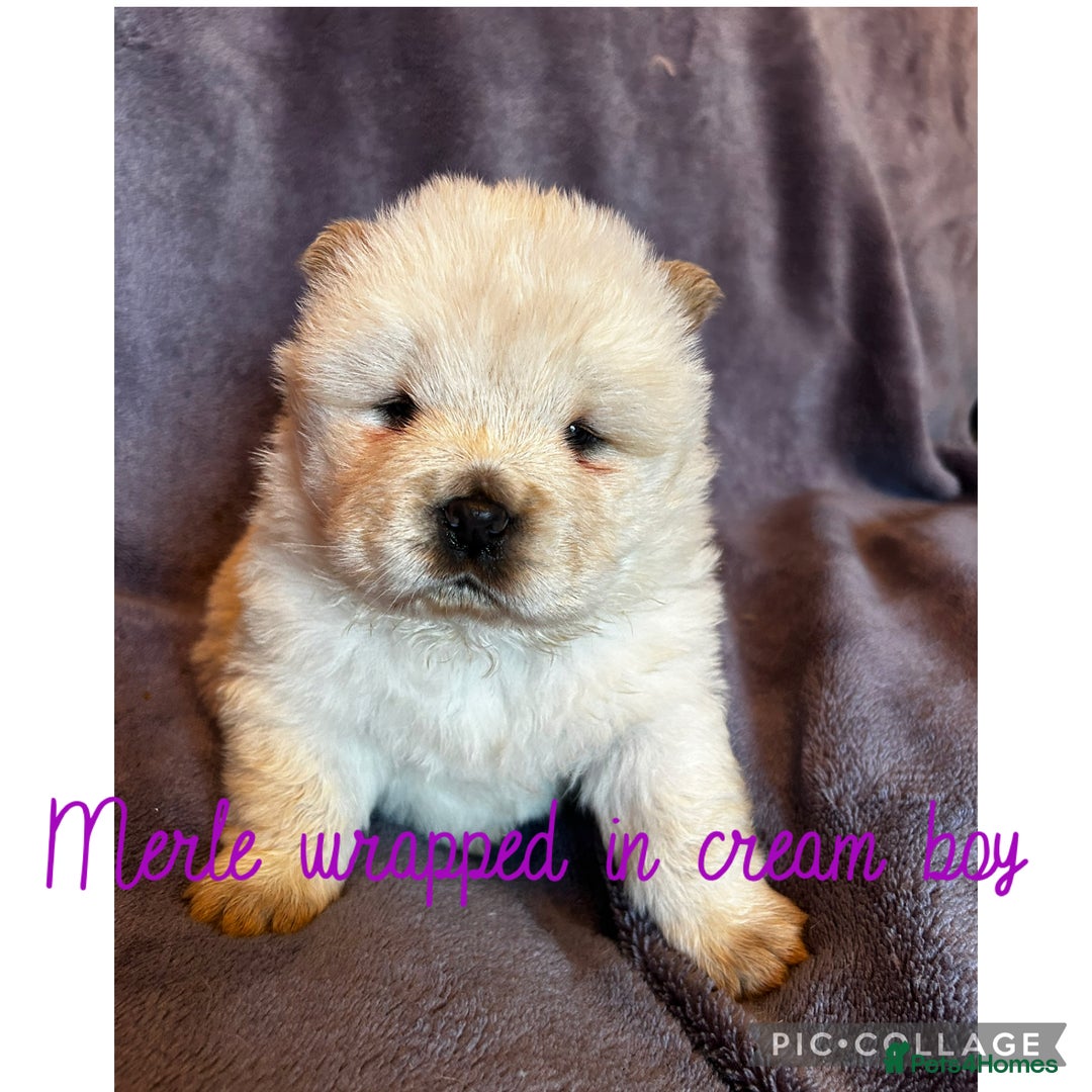 Chow Chow dogs for sale: Stunning chow chow puppies  - Advert 34
