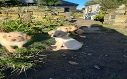 Mixed Breed dogs for sale: 3/4 Labrador 1/4 German wire hair pointer  - Image 21