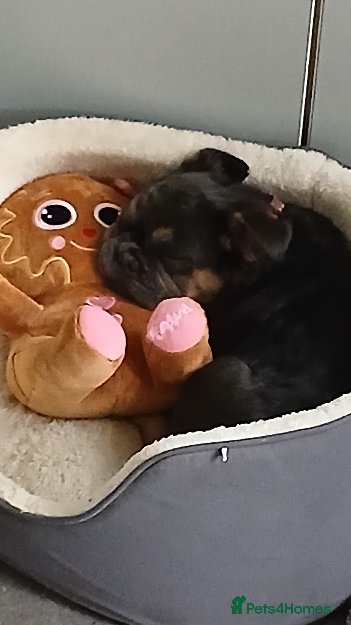 French Bulldog dogs Fluffy French Bulldog  - Advert 2