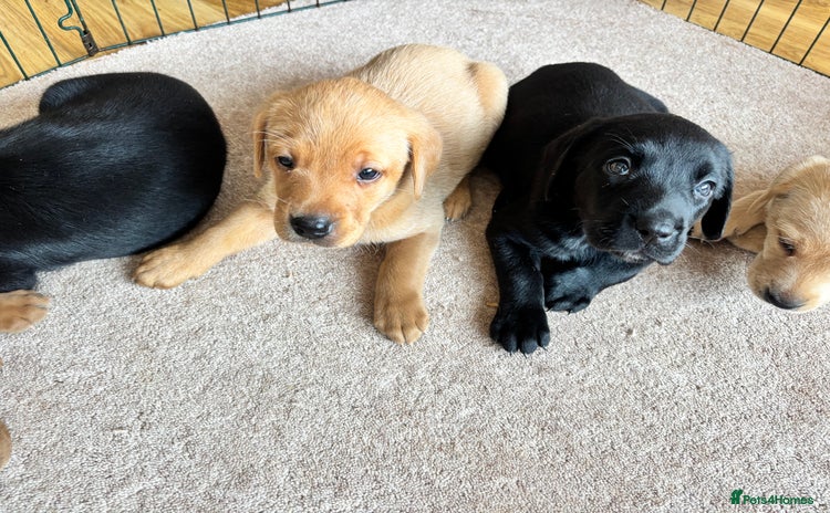 Labrador Retriever dogs - Advert 12