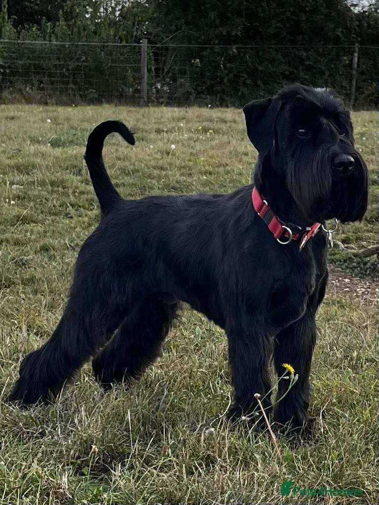 Schnauzer dogs for sale: Black Standard Schnauzer puppies - Advert 2
