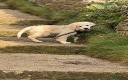 Golden Retriever dogs for sale: Puppy golden retriever 16 weeks - Advert 4