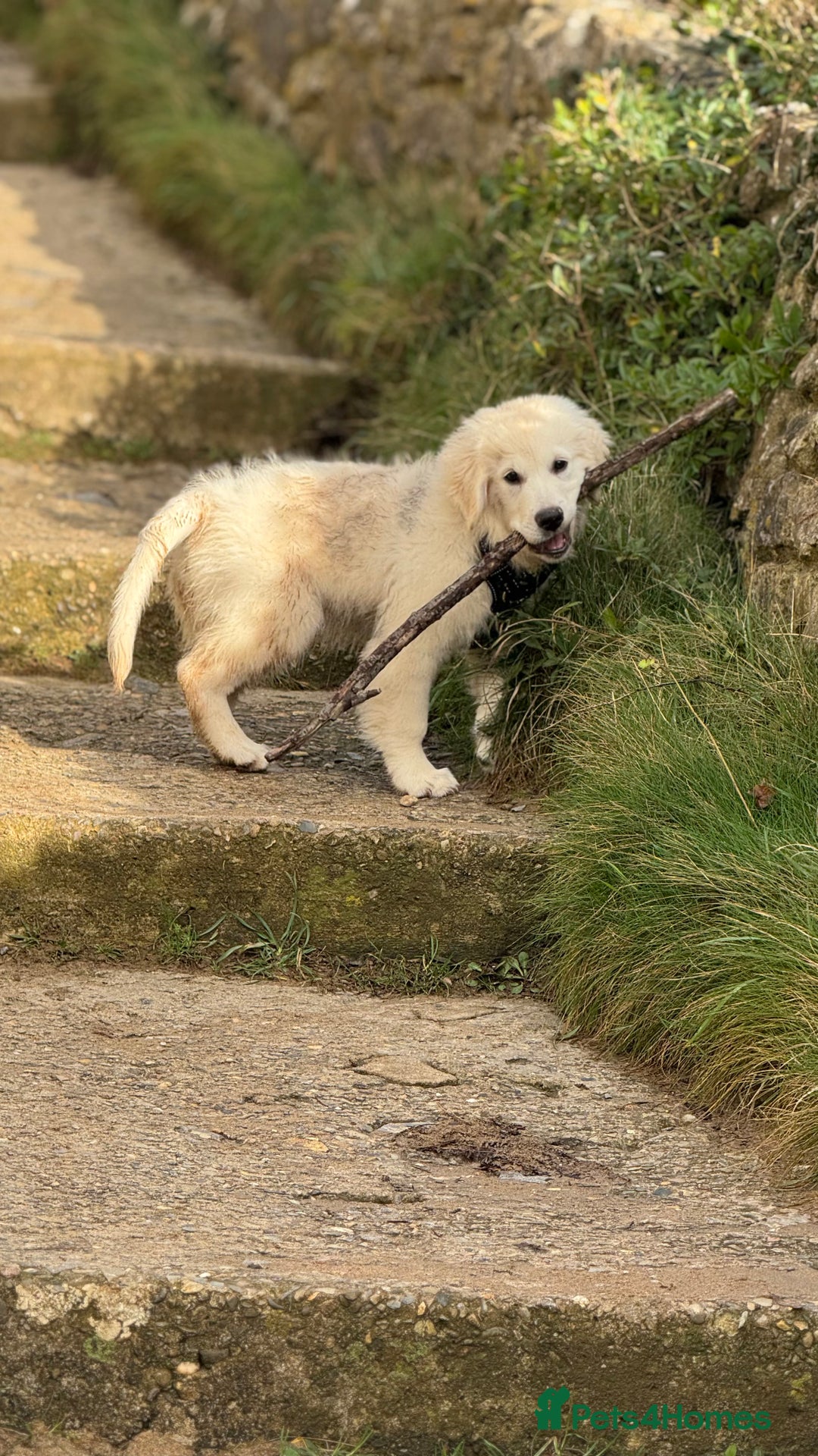 Golden Retriever dogs for sale: Puppy golden retriever 16 weeks - Advert 4