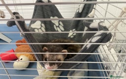 Ferret rodents for sale: unneutered 1 year old Hob Ferret, comes with cage  - Image 6
