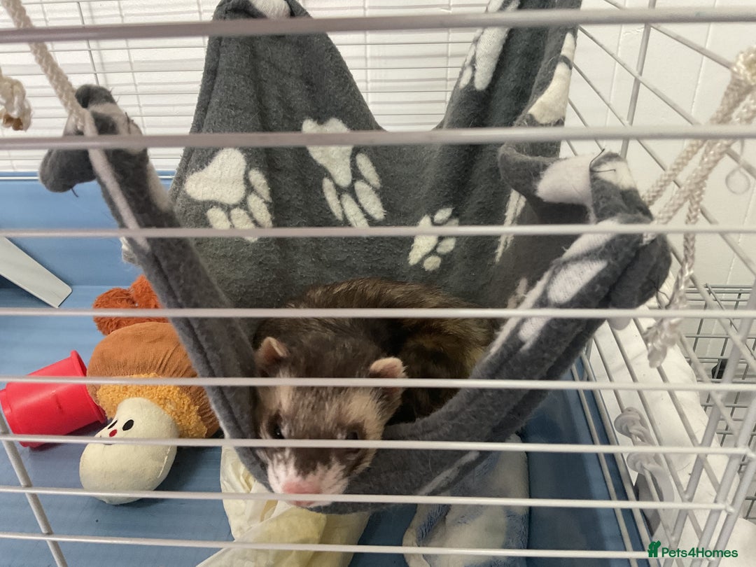 Ferret rodents for sale: unneutered 1 year old Hob Ferret, comes with cage  - Image 6