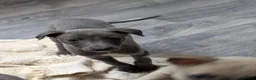 Whippet dogs for sale: Whippets - Advert 4