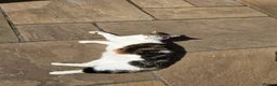 Mixed Breed cats for sale: Trevor - 5 year old affectionate boy  - Advert 2