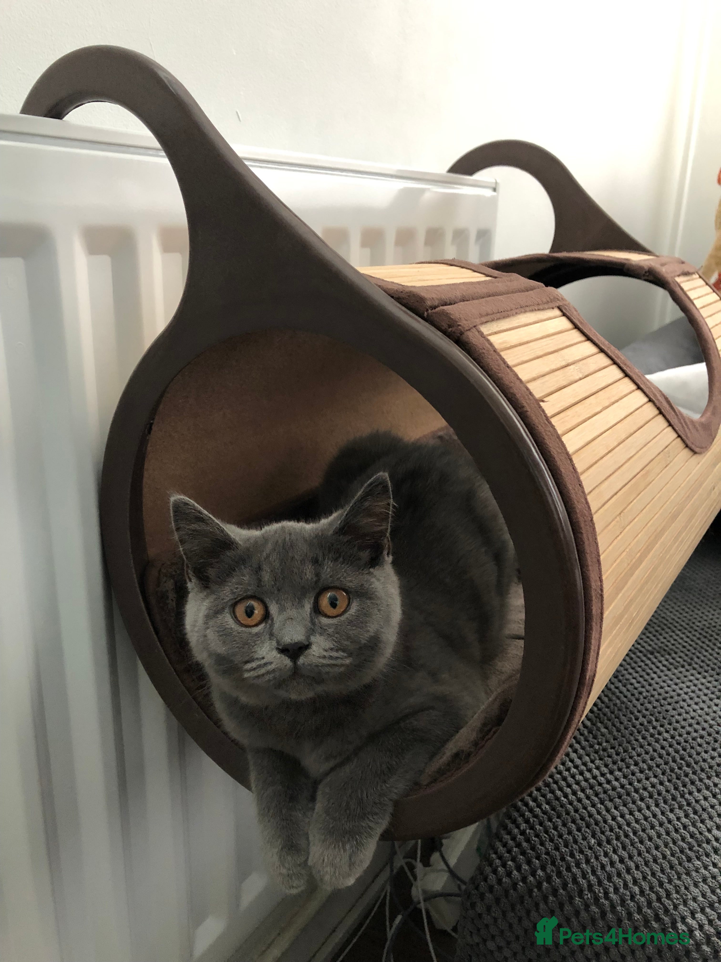 British Shorthair cats British short hair in Cambridge - Advert 1