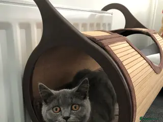 British Shorthair cats British short hair in Cambridge - Advert 1