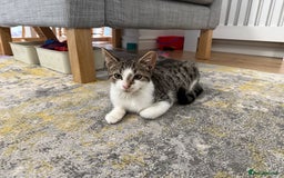 British Shorthair cats for sale: Adorable Kitten for Sale - Harrow - Image 4
