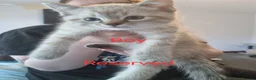 Mixed Breed cats for sale: Kitten in Dundee - Advert 8