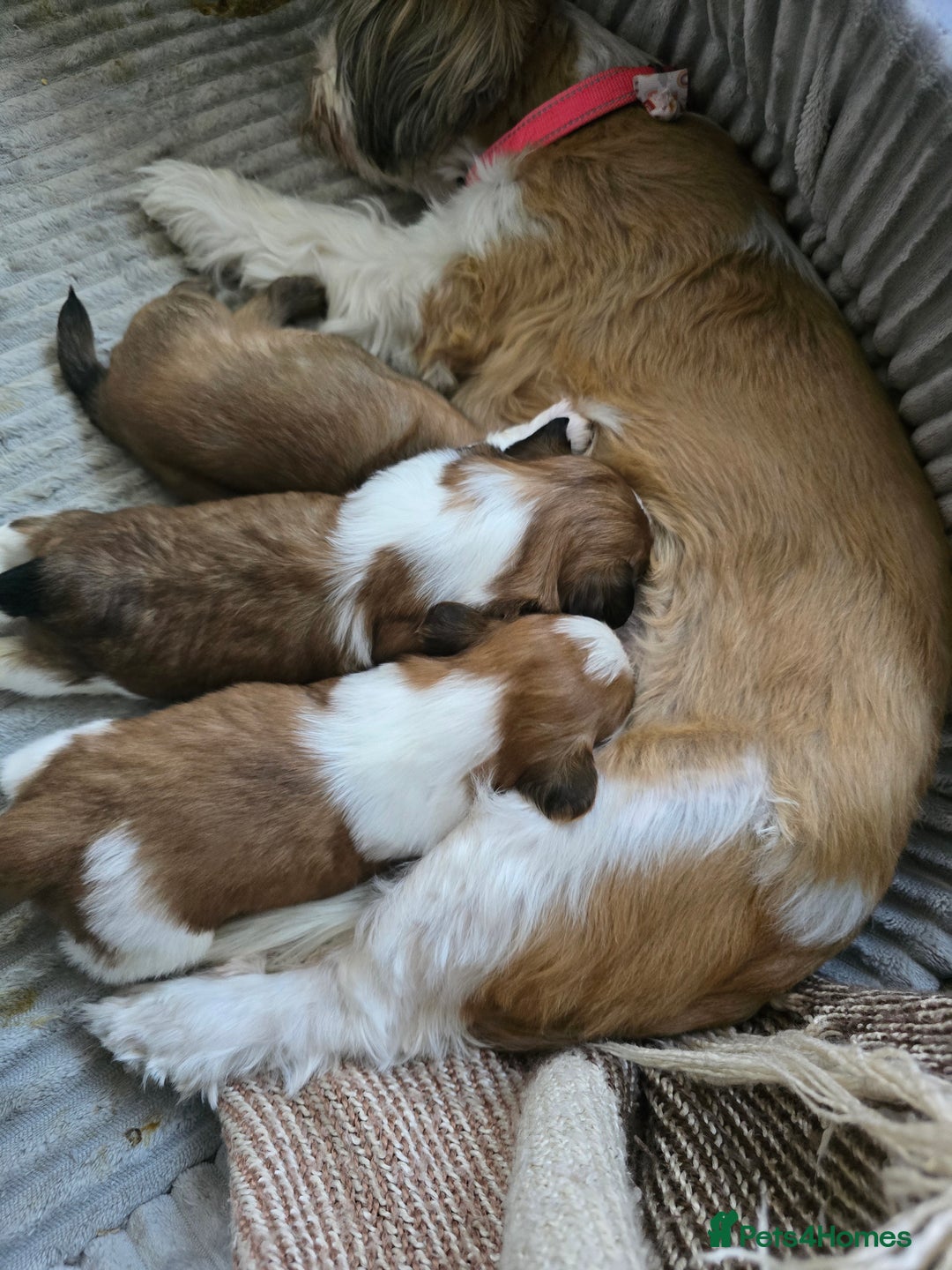 Shih Tzu dogs for sale: Gorgeous boys  - Image 5