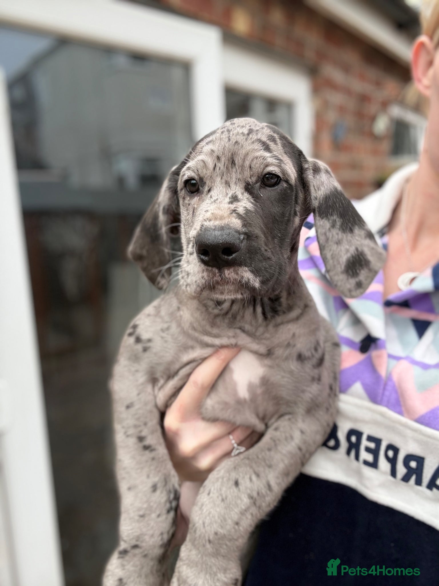 Great Dane dogs Health Tested 2 left Great Dane pups - Advert 4