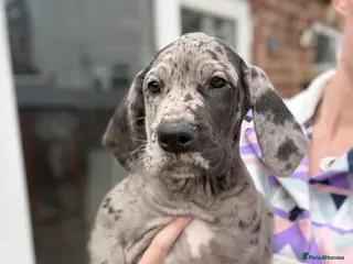 Great Dane dogs Health Tested 2 left Great Dane pups - Advert 4
