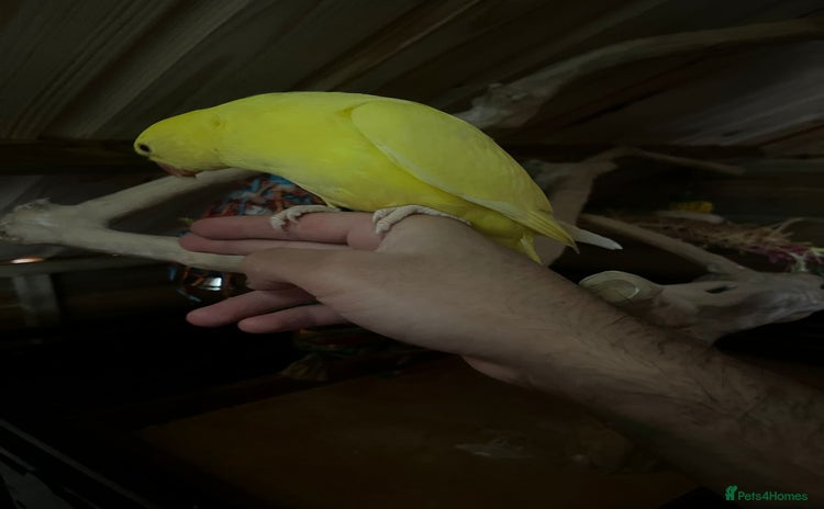 Ringnecks birds - Advert 3