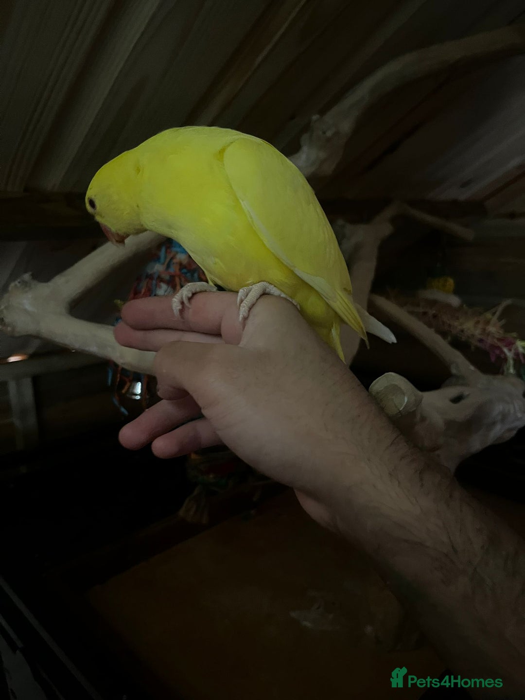 Ringnecks birds for sale: Baby Lutino ringneck parrot talking parrot  - Image 1