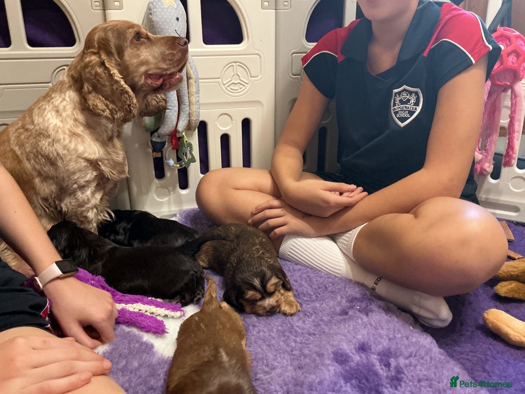 Cocker Spaniel dogs for sale: KC Reg Show Cocker Ext health tested - Image 4