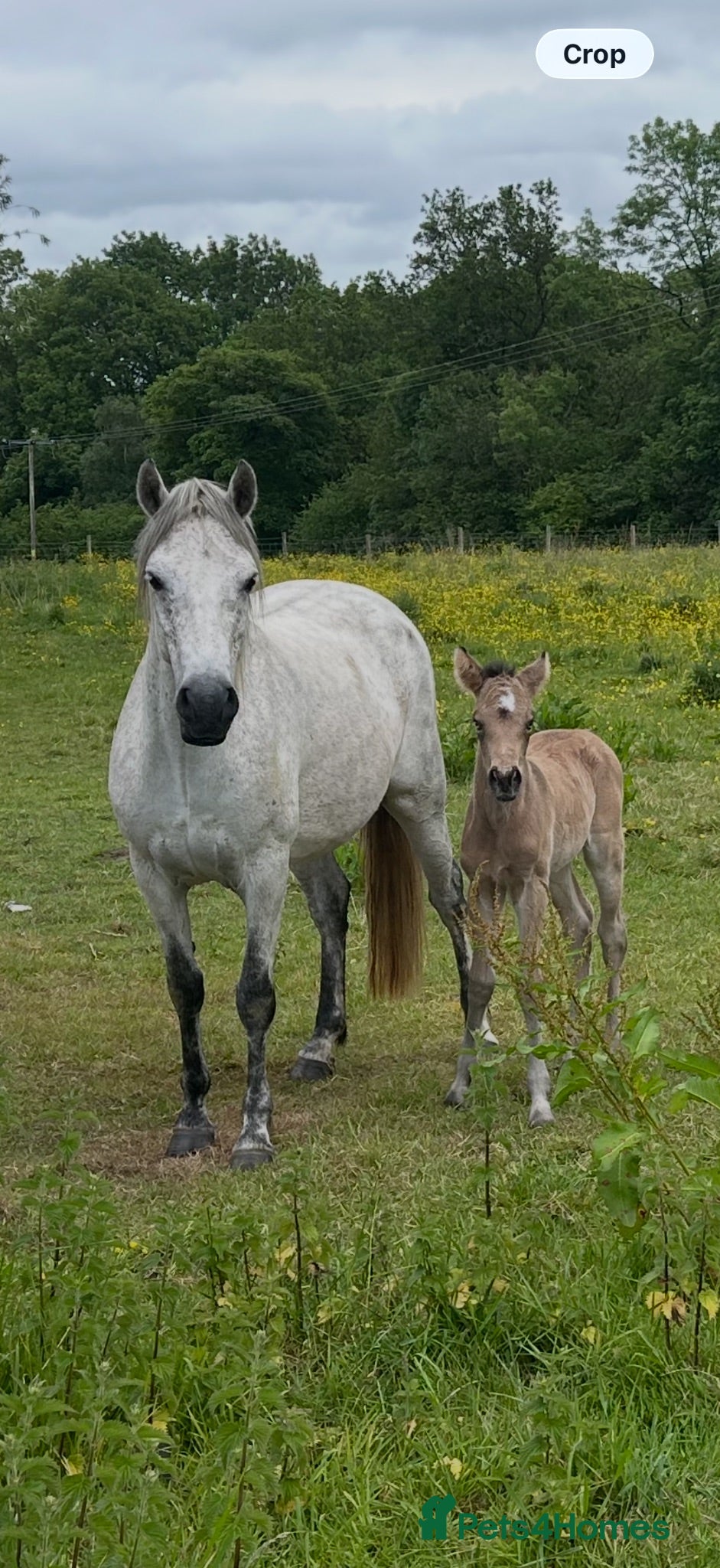 Connemara horses Dun Connemara filly  - Advert 1