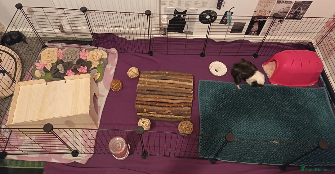 Guinea Pig rodents for sale: 2 lovely male guinea pigs 🐹 (with equipment)  - Advert 4