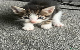 Mixed Breed cats for sale: 3 gorgeous Toms for sale - Image 9