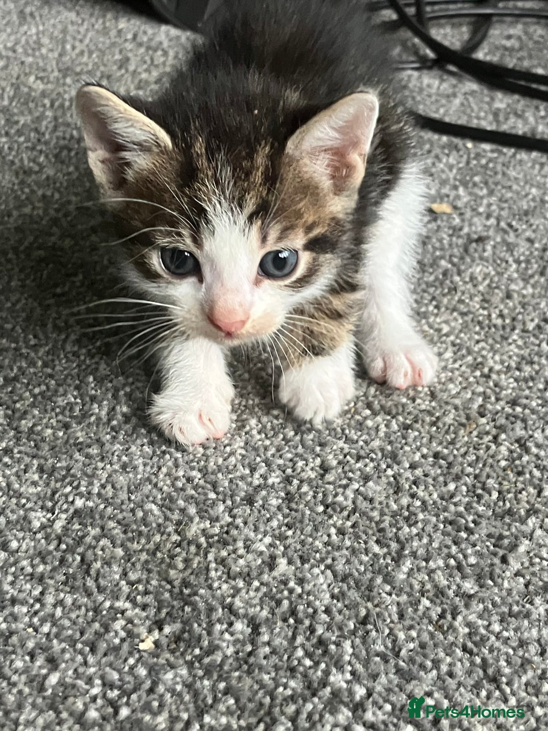 Mixed Breed cats for sale: 3 gorgeous Toms for sale - Image 9