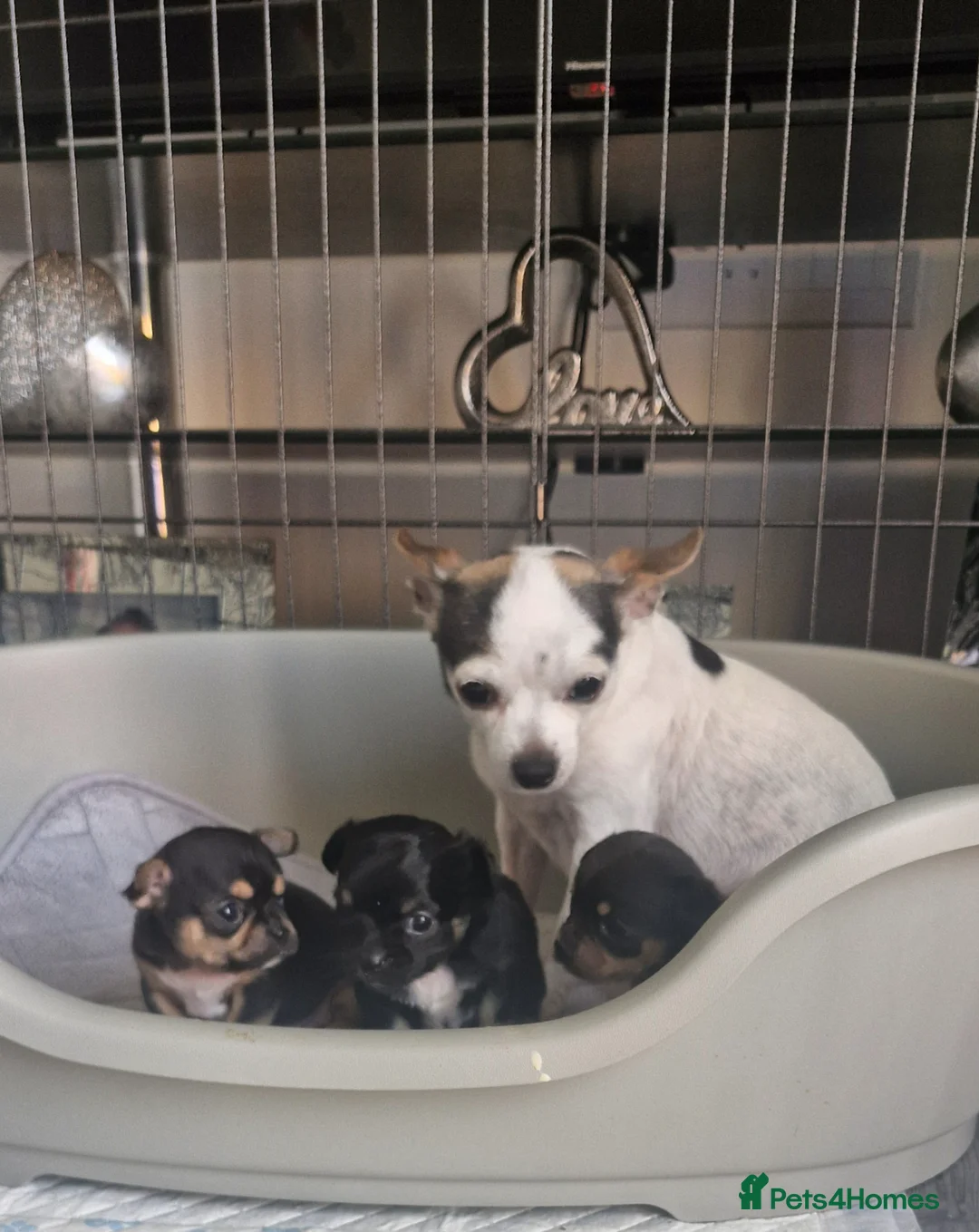 Chihuahua dogs for sale: Female chihuahua  in Stockton-on-Tees - Advert 2