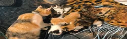 Mixed Breed cats for sale: Beautiful kittens ready to go to new homes in July - Advert 16