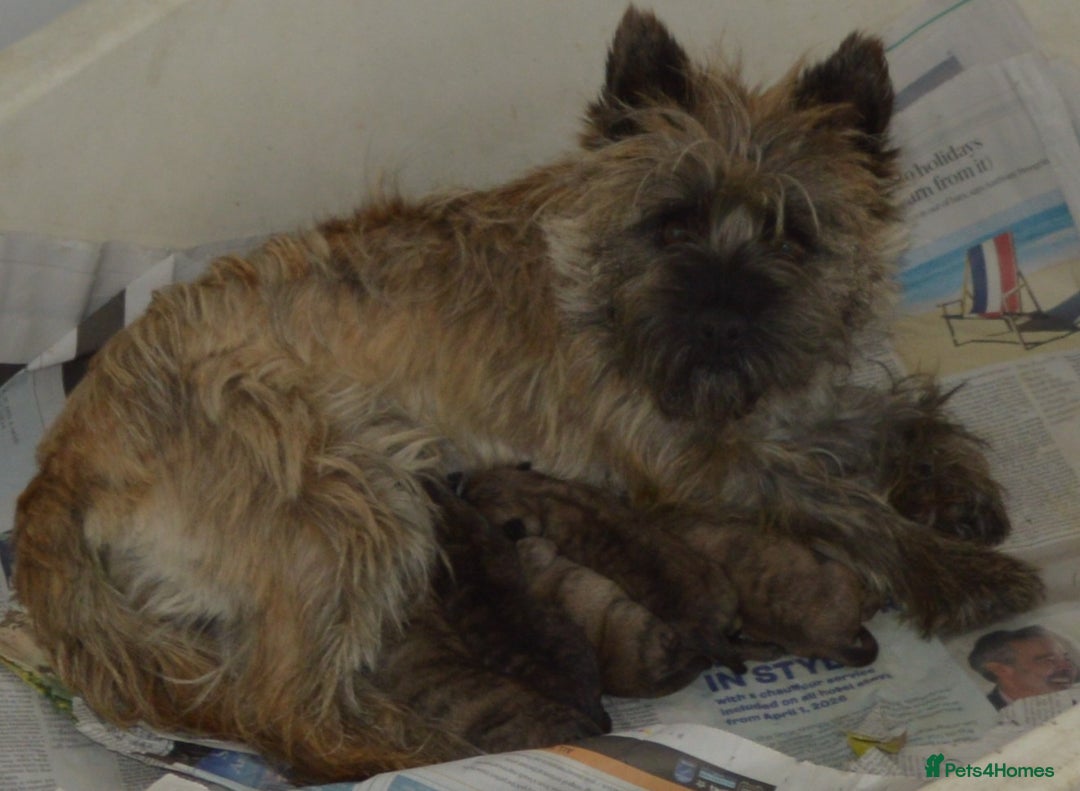 Cairn Terrier dogs for sale: CAIRN TERRIER PUPPIES - Image 9