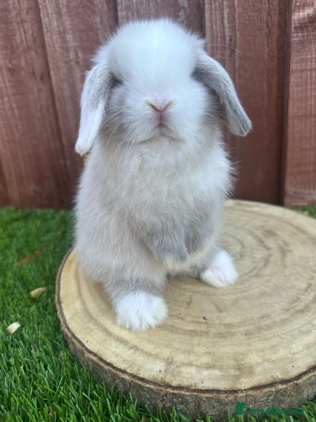 Mini Lop rabbits for sale: 🥰😍Stunning purebred mini lops ready to reserve  - Advert 1