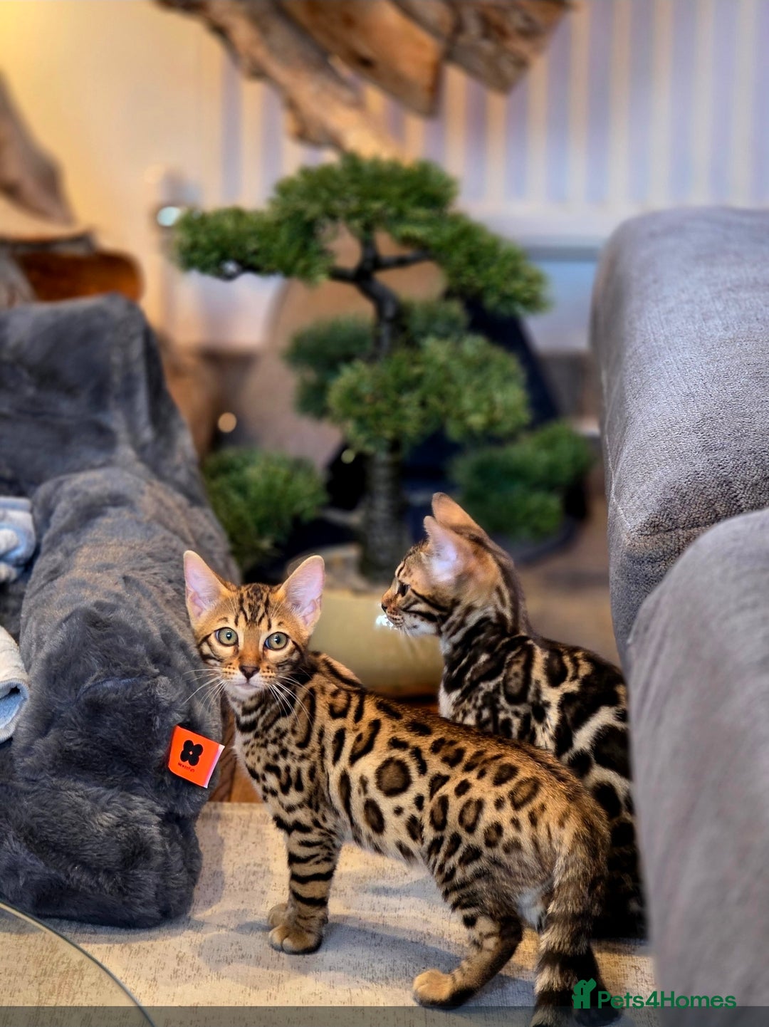 Bengal cats for sale: Pure breed bengal kittens  - Advert 2