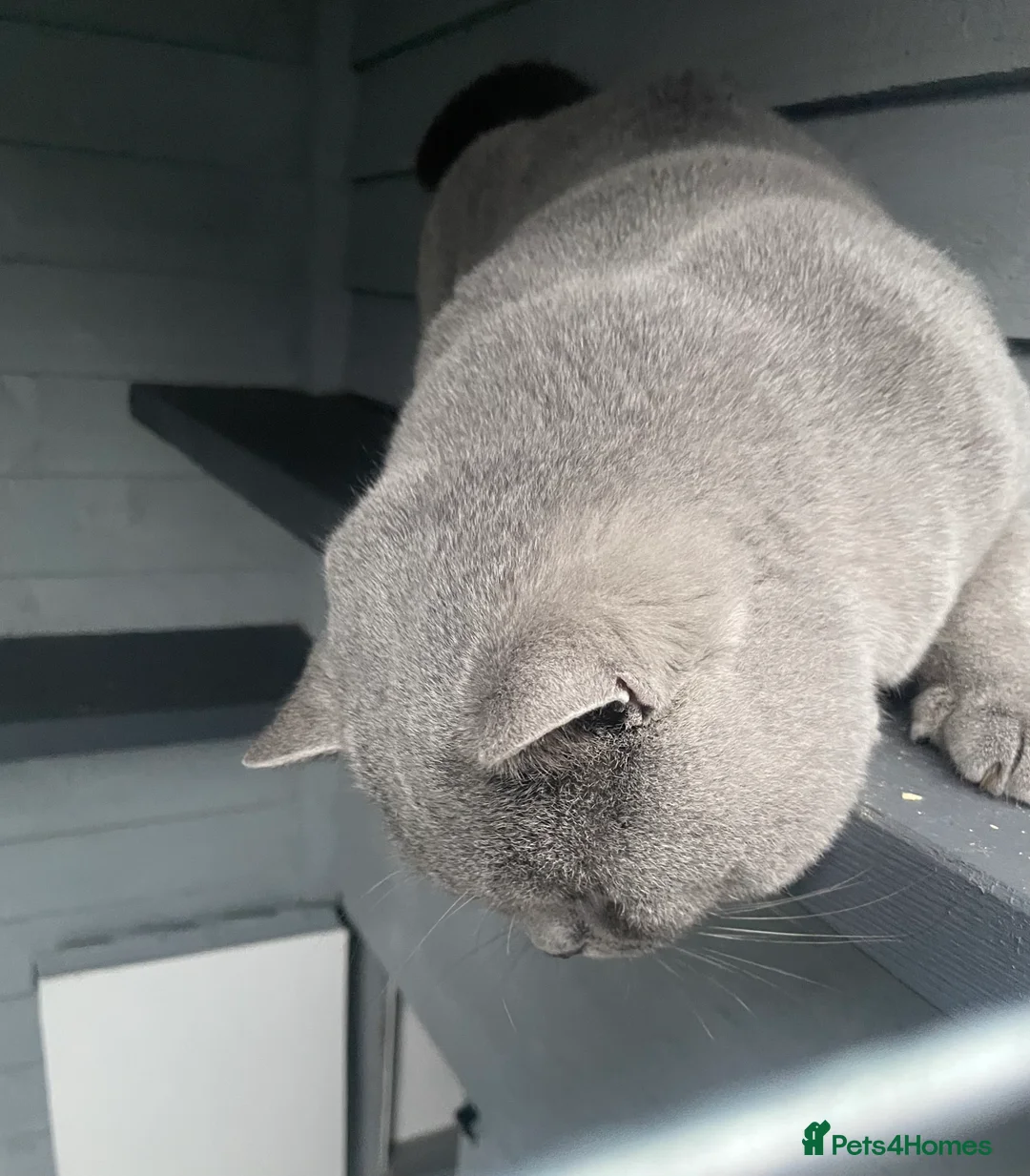 British Shorthair cats for stud: CHAMPION BLUE STUD EAST MIDLANDS  in Derby - Advert 14