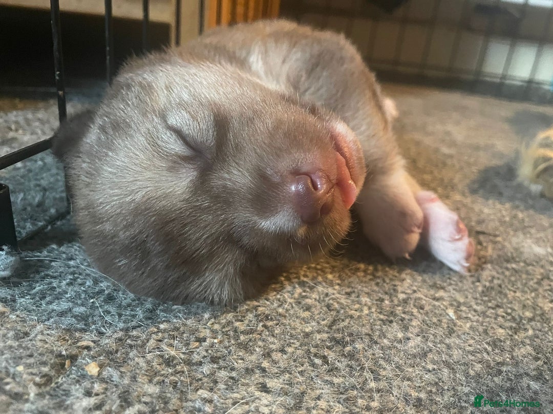 Huskita dogs for sale: Gorgeous huskita puppies for sale - Advert 7