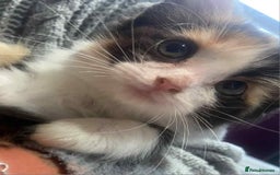 Ragdoll cats for sale: Ragdoll X  - Image 7